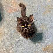 Noir joined the competition — help win amazing prizes! cat, black_cat, yellow_eyes, pet, animal, fur, whiskers, tail, indoor, carpet, blue_carpet, floor, looking_up, curious, domestic_cat, feline, household, shoe, shadow, close_up