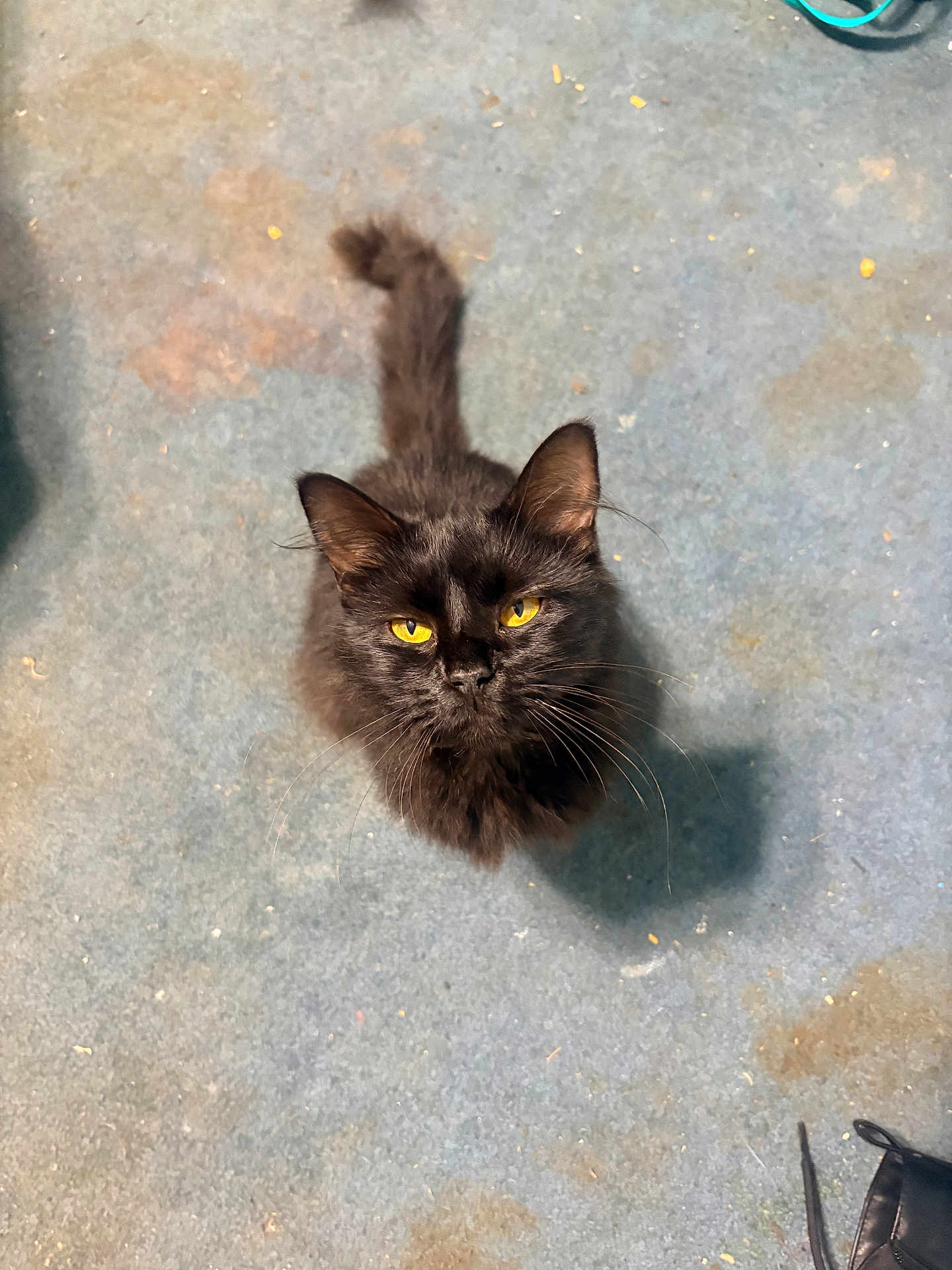 Noir joined the competition — help win amazing prizes! cat, black_cat, yellow_eyes, pet, animal, fur, whiskers, tail, indoor, carpet, blue_carpet, floor, looking_up, curious, domestic_cat, feline, household, shoe, shadow, close_up