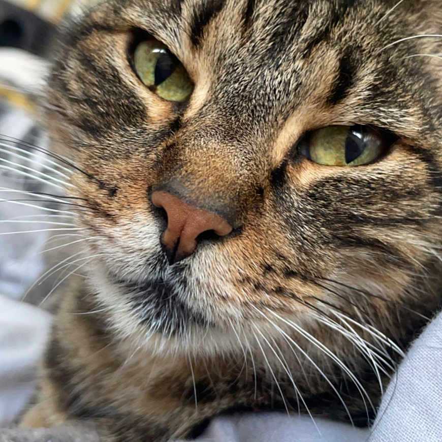Simba participe au concours pour gagner de l'argent avec cette photo : animal, cat, close_up, cozy, cute, domestic_cat, face, feline, fur, green_eyes, indoor, mammal, pet, portrait, relaxed, resting, sleepy, soft_surface, tabby, whiskers