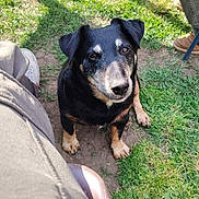 Loustik participe au concours pour gagner de l'argent avec cette photo : dog, black_dog, tan_markings, grass, outdoor, sunlight, shadow, person_leg, shoe, chair, dirt_patch, pet, animal, looking_up, sitting, daytime, casual, relaxed, waiting, companion