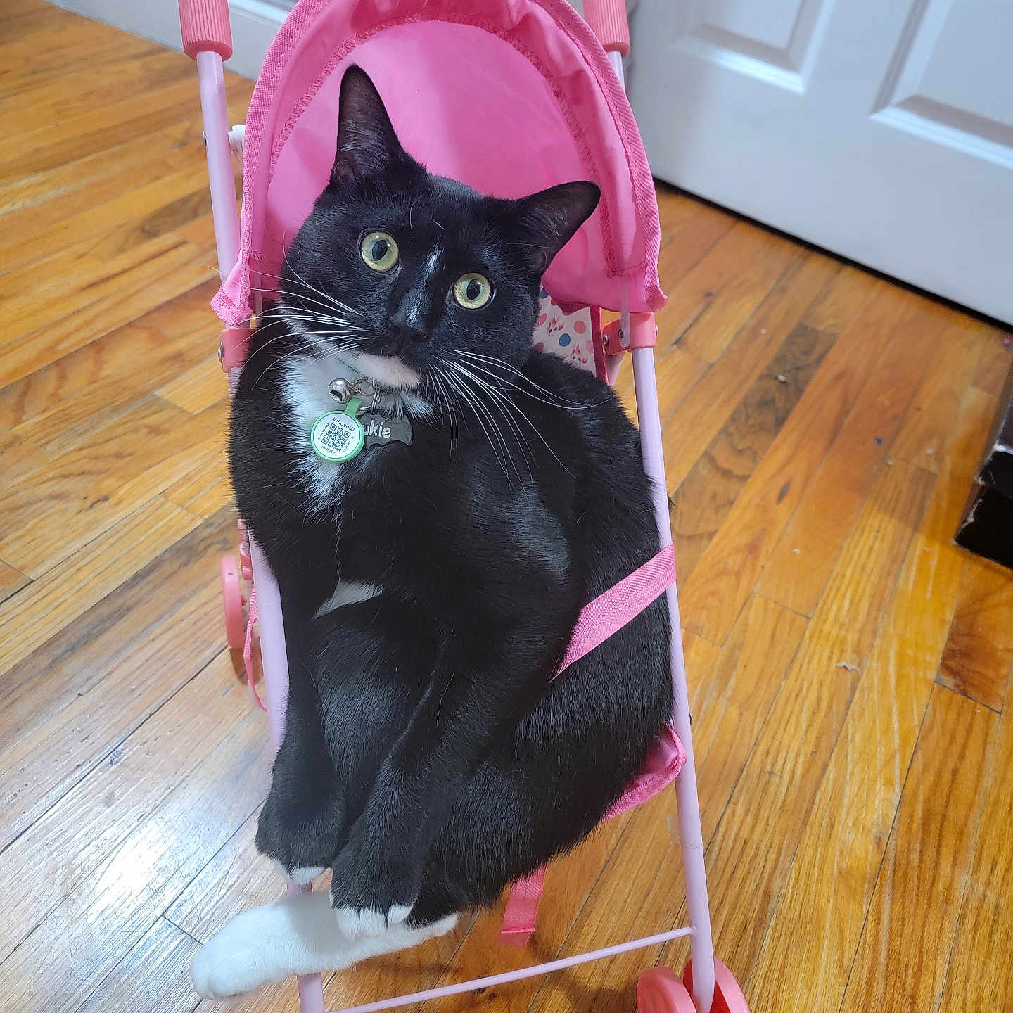Lukie is registered to the contest to win money with this photo: animal, black_cat, cat, collar, curious, cute, domestic_cat, feline, household, indoor, pet, pink, playful, sitting, tag, toy_stroller, whiskers, white_paws, wide_eyes, wooden_floor