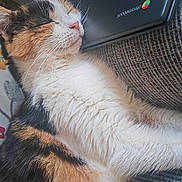 Dusty joined the competition — help win amazing prizes! cat, calico_cat, sleeping, napping, feline, pet, acer, chromebook, laptop, couch, furniture, indoor, cozy, fur, whiskers, relaxed, home, closeup, resting, domestic_animal