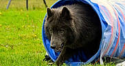 Nanook a rejoint le concours — aidez-le/la à gagner de superbes lots ! dog, black_dog, canine, agility_tunnel, grass, outdoor, animal, pet, play, active, field, nature, fur, ears, eyes, mouth, snout, looking, walking, exercise