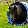 dog, black_dog, canine, agility_tunnel, grass, outdoor, animal, pet, play, active, field, nature, fur, ears, eyes, mouth, snout, looking, walking, exercise