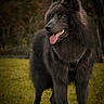 Nanook a rejoint le concours — aidez-le/la à gagner de superbes lots ! alert, animal, black_dog, canine, daylight, dog, ears, fluffy, forest_background, fur, grass, happy, leisure, muzzle, nature, outdoor, pet, portrait, standing, tongue_out