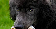 Nanook participe au concours pour gagner de l'argent avec cette photo : animal, black_dog, canine, closeup, daylight, dog, eyes, face, food, fur, grass, mouth, muzzle, nature, outdoor, pet, portrait, walking, wildlife, wrapped_food