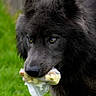 Nanook participe au concours pour gagner de l'argent avec cette photo : dog, black_dog, animal, pet, grass, outdoor, fur, face, mouth, food, wrapped_food, nature, canine, closeup, eyes, muzzle, walking, wildlife, portrait, daylight