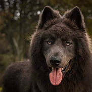 Nanook participe au concours pour gagner de l'argent avec cette photo : animal, black_fur, canine, closeup, dog, ears, eyes, forest_background, friendly, fur, happy, looking_at_camera, mammal, nature, outdoor, pet, portrait, tongue, tongue_out, wildlife