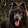 Nanook