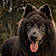 Nanook