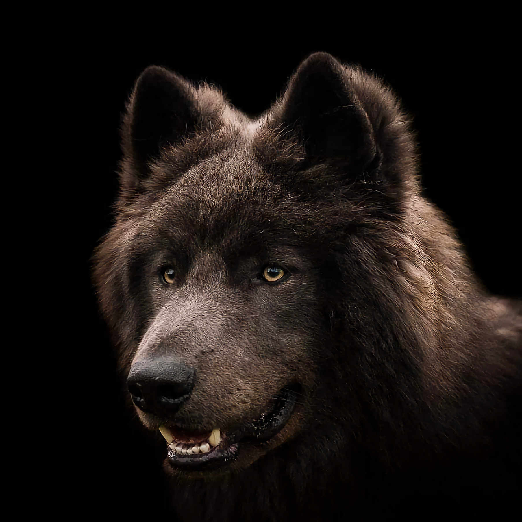 Nanook participe au concours pour gagner de l'argent avec cette photo : wolf, animal, wildlife, close_up, portrait, fur, canine, dark_background, nature, predator, fangs, ears, face, mammal, outdoor, beast, eyes, snout, head, majestic