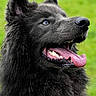 Nanook participe au concours pour gagner de l'argent avec cette photo : dog, black_dog, fluffy, tongue_out, blue_eyes, animal, pet, canine, portrait, outdoor, grass, happy, fur, muzzle, ears, teeth, closeup, nature, friendly, cute