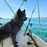 Nanook a rejoint le concours — aidez-le/la à gagner de superbes lots ! dog, boat, water, fishing_rod, sky, rope, outdoor, canine, pet, marine, blue_sky, sea, animal, daylight, dock, recreation, nature, fur, mast, horizon