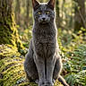 cat, gray_cat, animal, forest, moss, tree_trunk, nature, outdoor, wildlife, sunlight, greenery, feline, sitting, looking, yellow_eyes, mossy, woodland, daylight, closeup, wild