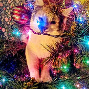 Tsunami is registered to the contest to win money with this photo: animal, branch, cat, christmas_tree, closeup, colorful, cozy, cute, decorations, festive, fur, greenery, holiday, indoor, ornament, pet, playful, string_lights, twinkling_lights, whiskers