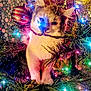 animal, branch, cat, christmas_tree, closeup, colorful, cozy, cute, decorations, festive, fur, greenery, holiday, indoor, ornament, pet, playful, string_lights, twinkling_lights, whiskers