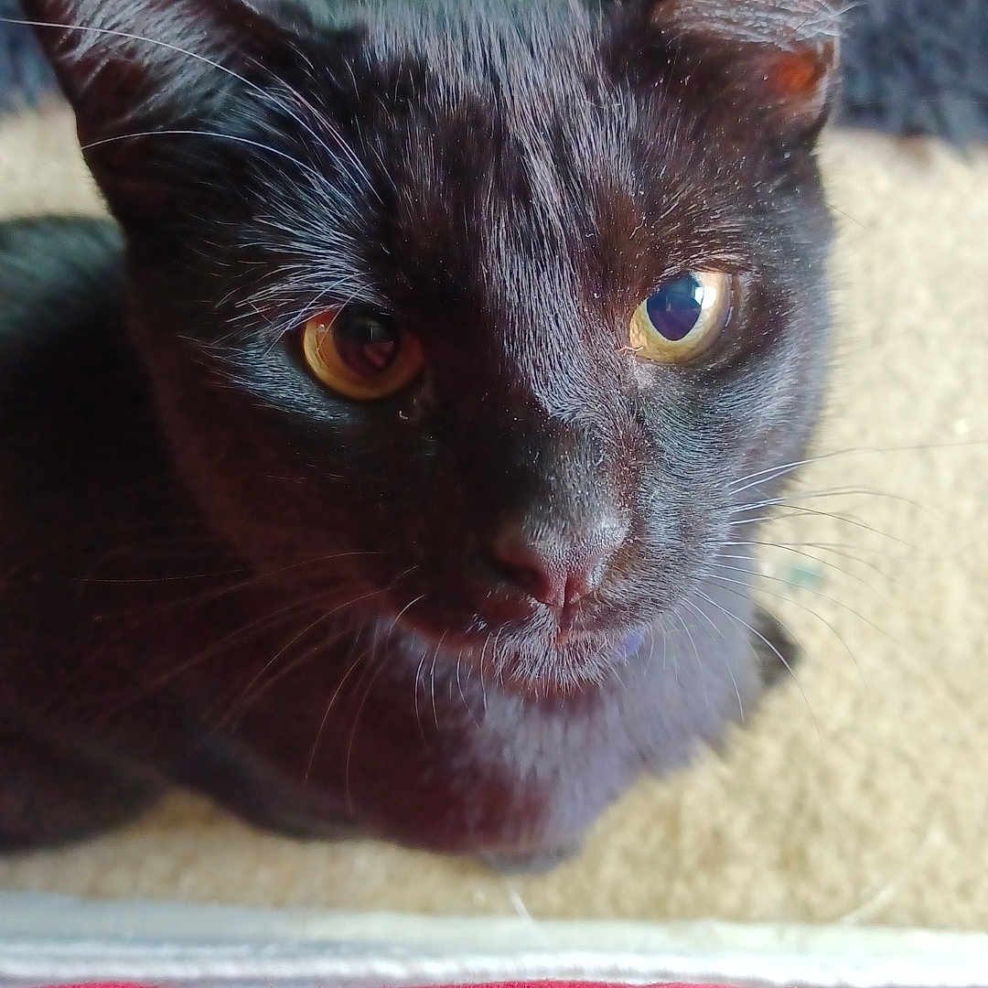 Vader joined the competition — help win amazing prizes! abyssinian, animal, blackcat, blanket, cat, kitten, manx, pet, siamese