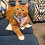 blue_couch, carpet, cat, collar, couch, domestic_animal, ears, feline, fur, indoor, living_room, looking_at_camera, orange_tabby, patterned_cushion, paw, pet, relaxed, tag, whiskers, white_paws