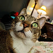 Bubs joined the competition — help win amazing prizes! animal, bedroom, blanket, cat, close_up, cozy, curious, domestic, feline, fur, green_eyes, home, indoor, lamp, pet, portrait, relaxed, soft_lighting, tabby, whiskers