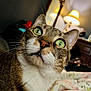 animal, bedroom, blanket, cat, close_up, cozy, curious, domestic, feline, fur, green_eyes, home, indoor, lamp, pet, portrait, relaxed, soft_lighting, tabby, whiskers