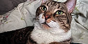 Bubs is registered to the contest to win money with this photo: animal, bed, blanket, cat, comfort, cute, domestic_cat, feline, fur, green_eyes, indoor, mammal, pet, portrait, relaxed, resting, striped, tabby, whiskers, white_paw