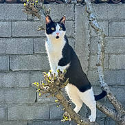 Félix participe au concours pour gagner de l'argent avec cette photo : cat, black_and_white, tree_branch, outdoor, stone_wall, sunlight, pet, animal, feline, nature, budding_leaves, alert, standing, curious, whiskers, ears, tail, daylight, background, texture