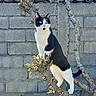 cat, black_and_white, tree_branch, outdoor, stone_wall, sunlight, pet, animal, feline, nature, budding_leaves, alert, standing, curious, whiskers, ears, tail, daylight, background, texture