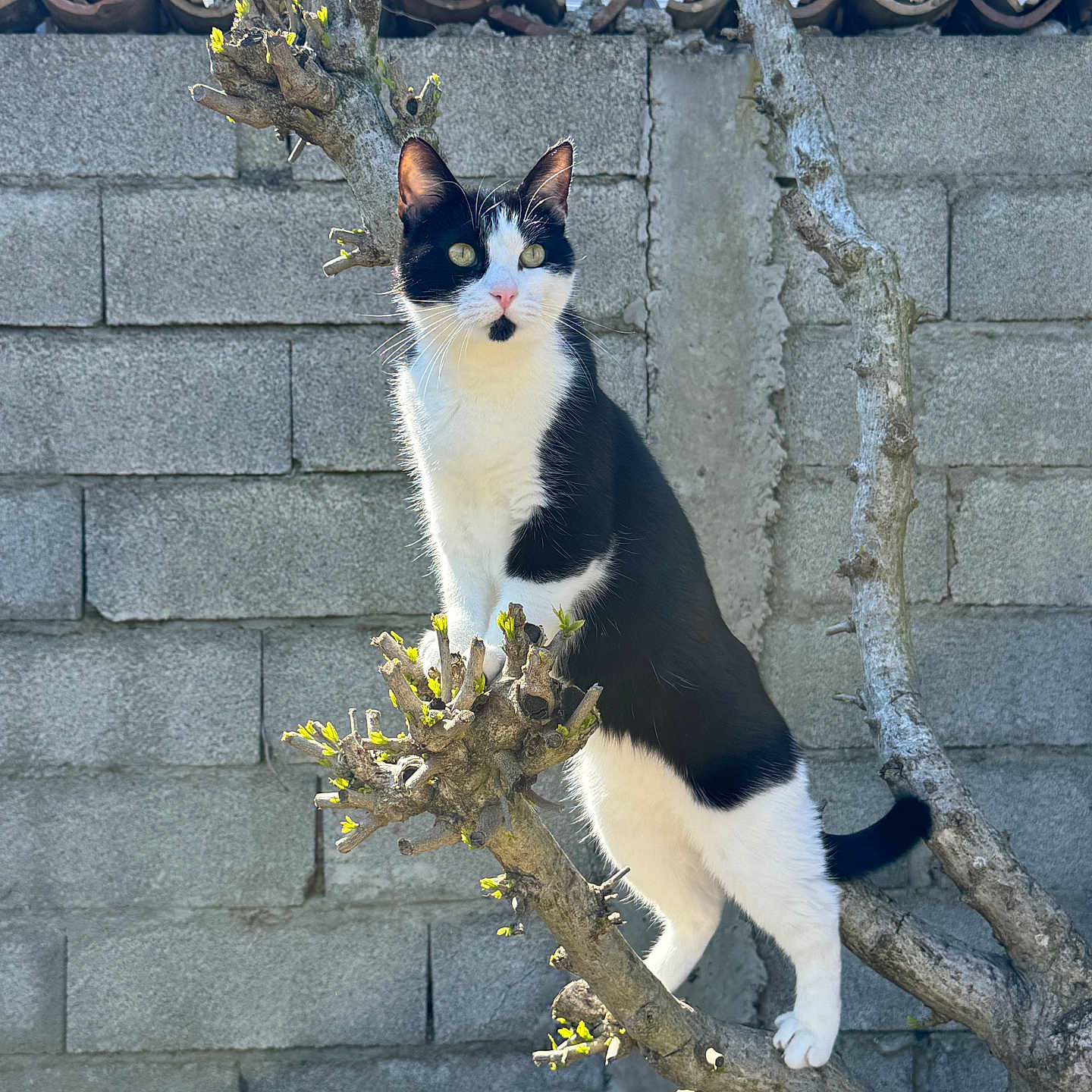 Félix participe au concours pour gagner de l'argent avec cette photo : cat, black_and_white, tree_branch, outdoor, stone_wall, sunlight, pet, animal, feline, nature, budding_leaves, alert, standing, curious, whiskers, ears, tail, daylight, background, texture