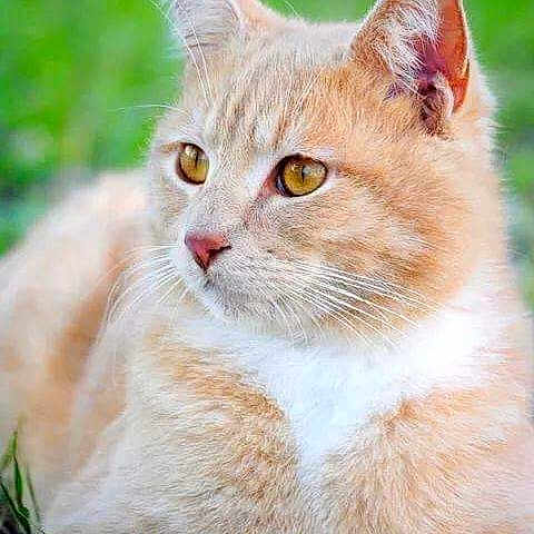 Pumba