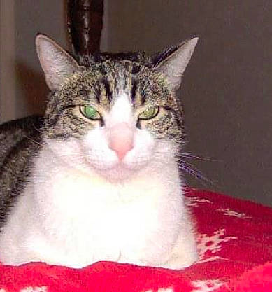 Nicodemus is registered to the contest to win money with this photo: carnivore, cat, domestic_short_haired_cat, door, felidae, fur, small_to_medium_sized_cats, whiskers, window