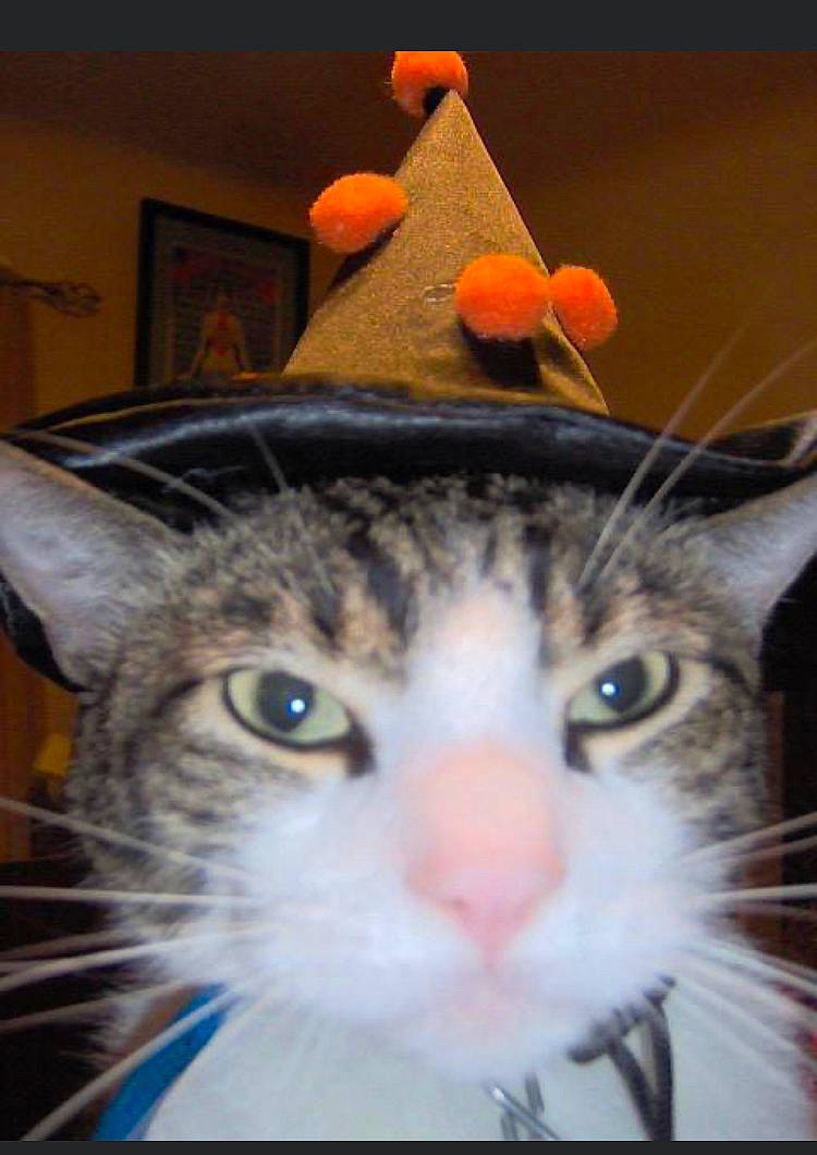 Nicodemus joined the competition — help win amazing prizes! carnivore, cat, close_up, costume_hat, domestic_short_haired_cat, fashion_accessory, felidae, fur, hat, mammal, small_to_medium_sized_cats, snout, textile, vertebrate, whiskers