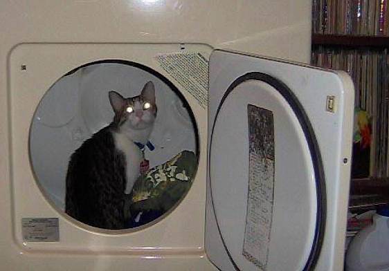 Nicodemus is registered to the contest to win money with this photo: audio_equipment, bookcase, carnivore, cat, circle, clothes_dryer, domestic_short_haired_cat, felidae, fender, gas, grey, home_appliance, major_appliance, moustache, room, shelf, shelving, small_to_medium_sized_cats, tail, whiskers