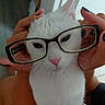 Tekila joined the competition — help win amazing prizes! animal, black_nail_polish, cat, closeup, cute, domestic_cat, expression, eyewear, face, feline, funny, glasses, hands, holding, indoor, pet, pink_nose, portrait, whiskers, white_cat