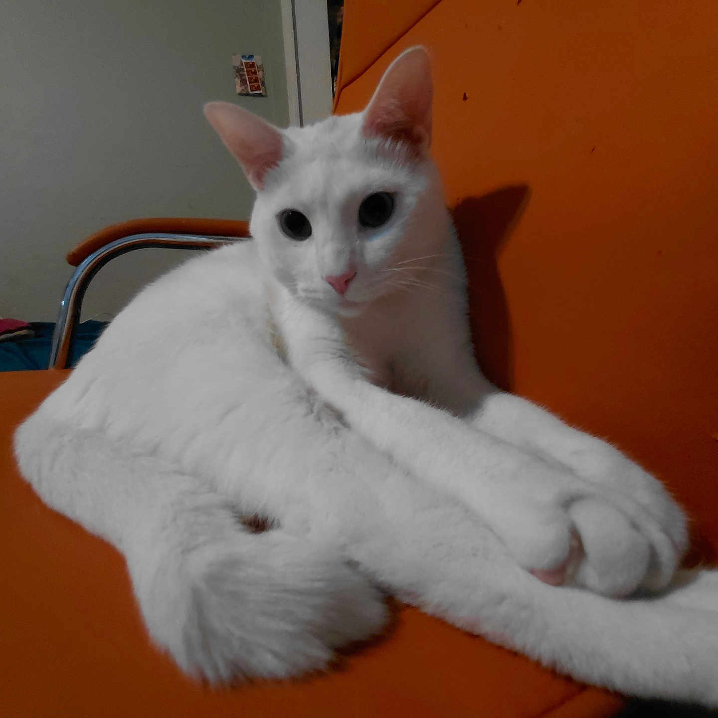 Tekila is registered to the contest to win money with this photo: animal, bed, cat, closeup, curious, cute, domestic_cat, fur, furniture, household, indoor, mammal, orange_chair, paws, pet, photo, relaxed, resting, wall, white_cat