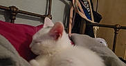 Tekila is registered to the contest to win money with this photo: animal, bed, blanket, cat, comfort, cozy, cute, furniture, home, indoors, kitten, metal_bed_frame, nap, pet, pillow, relaxed, resting, sleeping, soft, white_cat