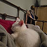 animal, bed, blanket, cat, comfort, cozy, cute, furniture, home, indoors, kitten, metal_bed_frame, nap, pet, pillow, relaxed, resting, sleeping, soft, white_cat