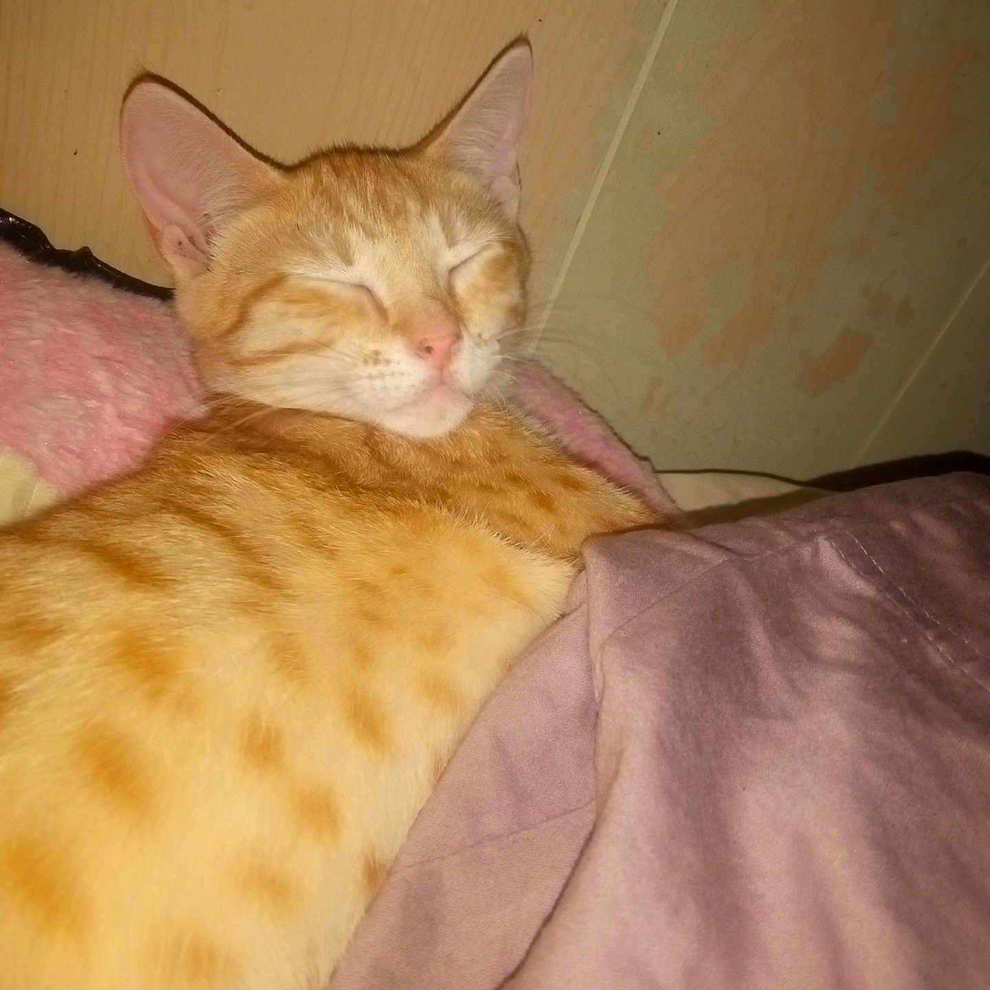 Weetzes is registered to the contest to win money with this photo: animal, blanket, cat, closeup, comfort, cozy, cute, domestic_cat, ears, feline, fur, indoor, orange_tabby, pet, pink, relaxed, resting, sleeping, soft, whiskers