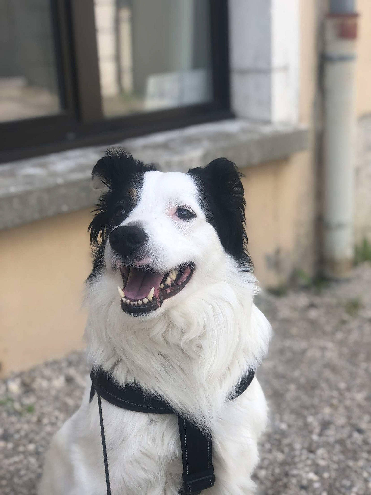 Looping participe au concours pour gagner de l'argent avec cette photo : border_collie, canidae, carnivore, collar, companion_dog, dog, dog_breed, dog_collar, fang, fur, grass, herding_dog, plant, smile, sporting_group, whiskers, working_dog