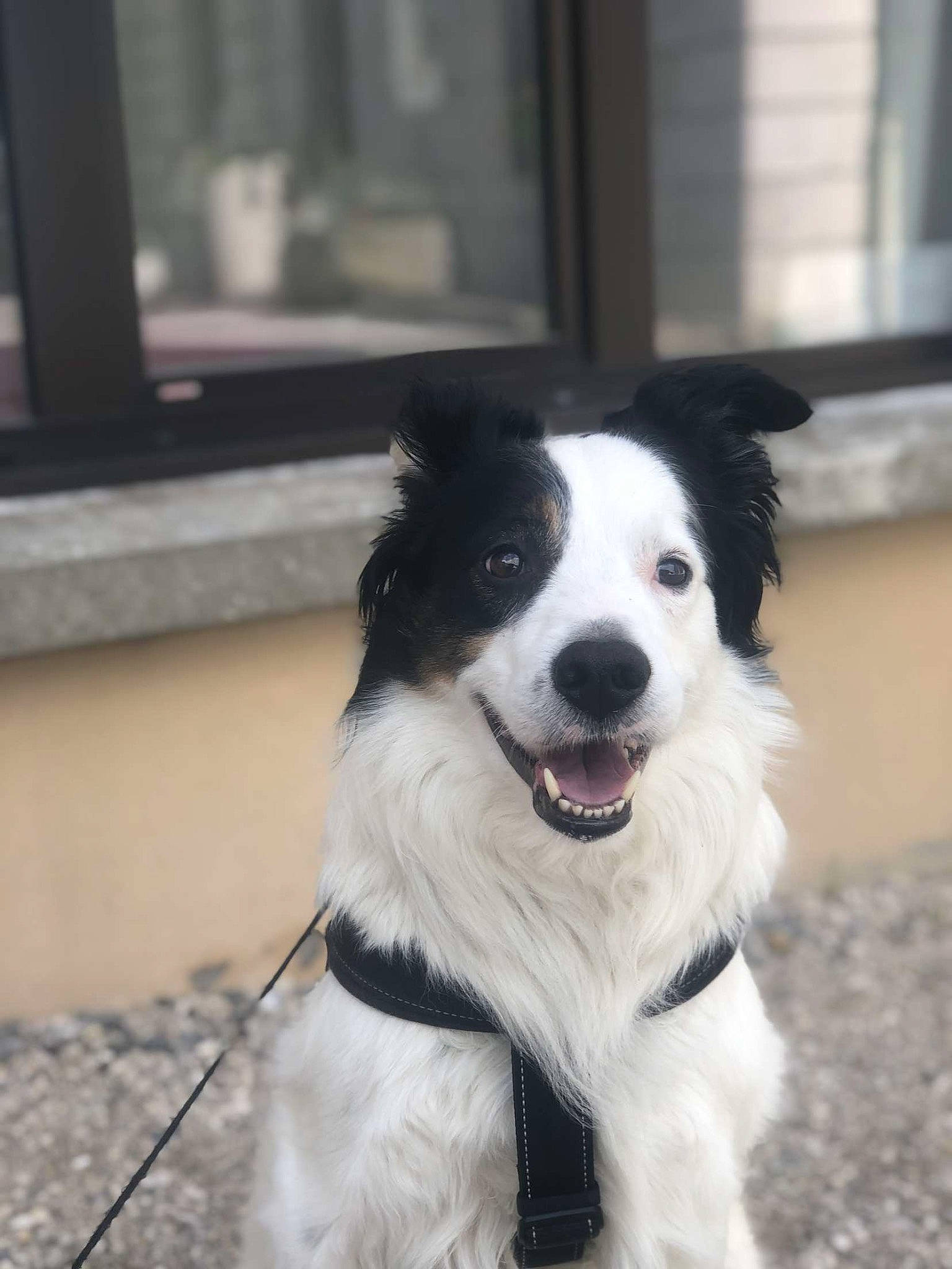 Looping a rejoint le concours — aidez-le/la à gagner de superbes lots ! australian_collie, border_collie, carnivore, collar, companion_dog, dog, dog_breed, dog_collar, fur, herding_dog, plant, sporting_group, whiskers, working_dog