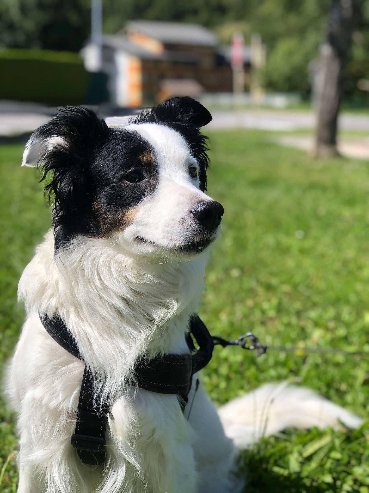 Looping a rejoint le concours — aidez-le/la à gagner de superbes lots ! border_collie, carnivore, collar, companion_dog, dog, dog_breed, dog_collar, grass, herding_dog, plant, sporting_group, tree, whiskers, working_animal, working_dog