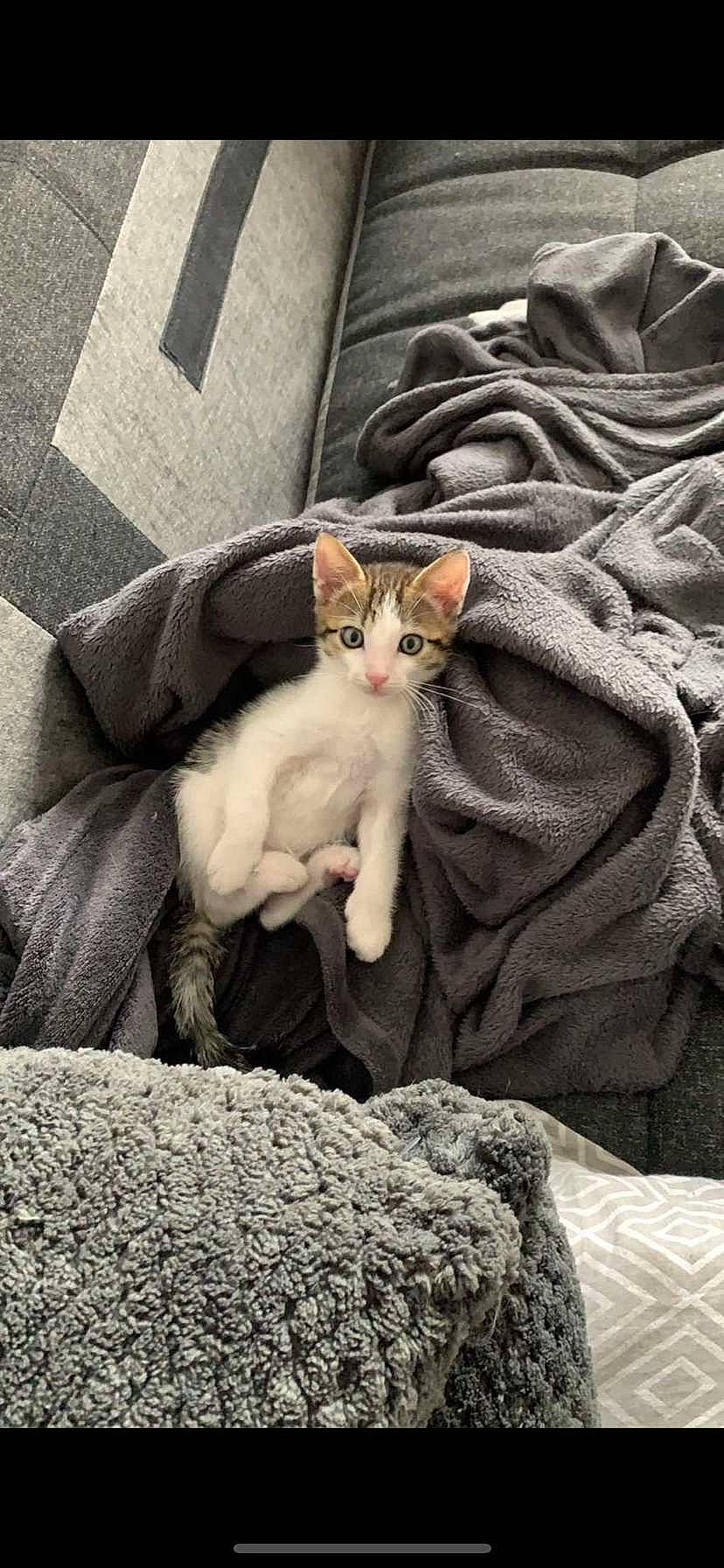 Apo a rejoint le concours — aidez-le/la à gagner de superbes lots ! carnivore, cat, comfort, domestic_short_haired_cat, fawn, felidae, fur, grass, grey, human_leg, linens, paw, plant, sand, sitting, small_to_medium_sized_cats, tail, textile, whiskers, wood