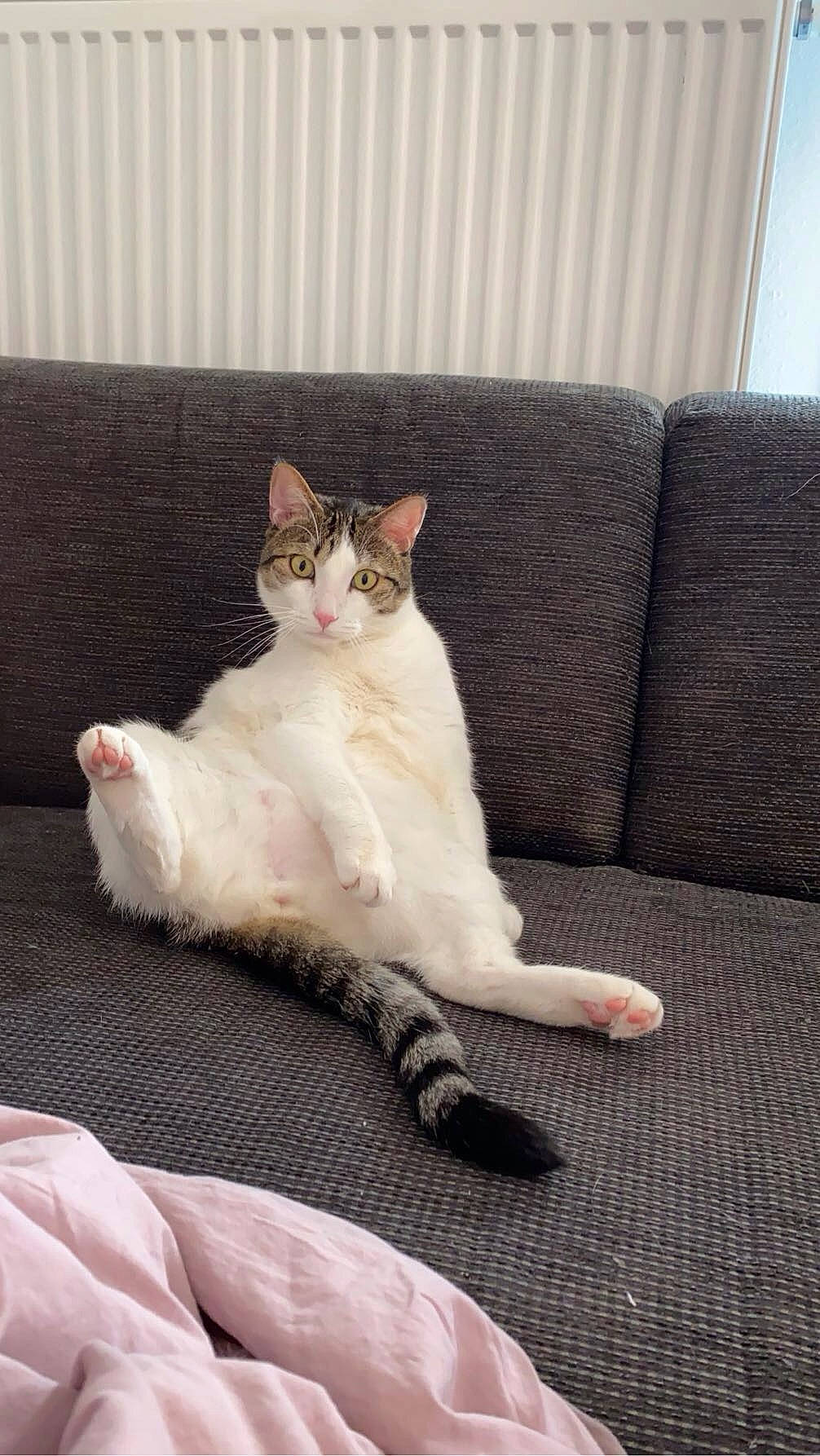 Apo participe au concours pour gagner de l'argent avec cette photo : carnivore, cat, comfort, couch, domestic_short_haired_cat, eye, fawn, felidae, foot, fur, grey, human_leg, linens, paw, small_to_medium_sized_cats, snout, tail, terrestrial_animal, whiskers, wood