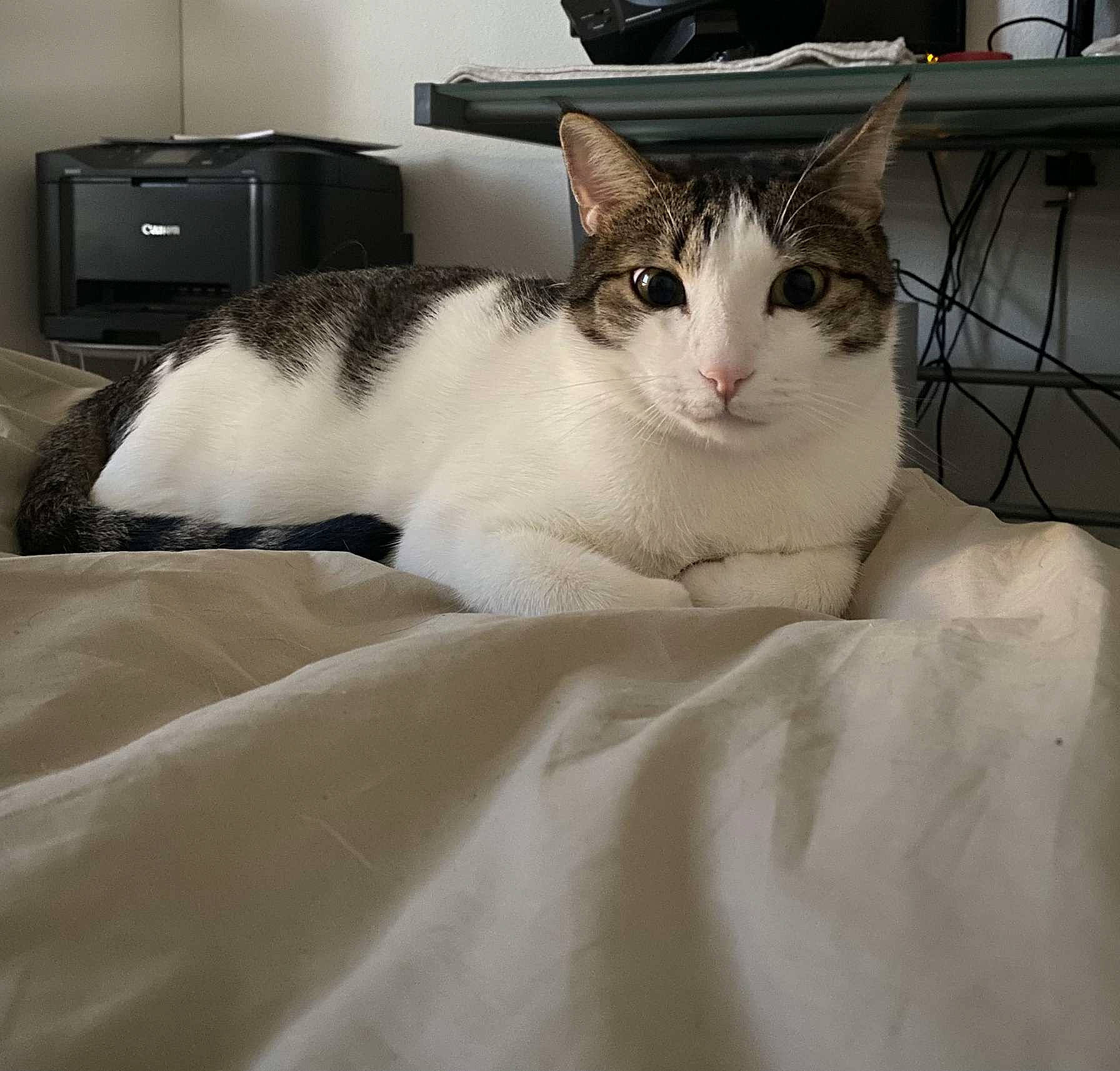 Apo a rejoint le concours — aidez-le/la à gagner de superbes lots ! bedding, box, cabinetry, carnivore, cat, comfort, domestic_short_haired_cat, felidae, fur, home_appliance, linens, paw, pet_supply, room, small_to_medium_sized_cats, television, terrestrial_animal, whiskers