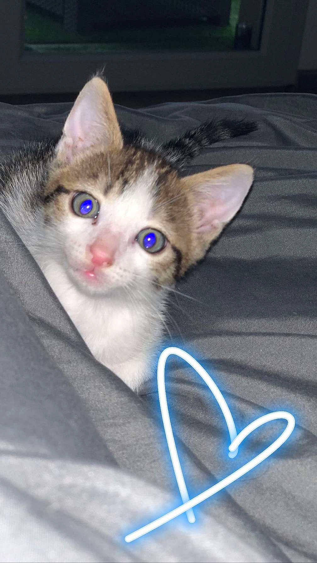 Apo participe au concours pour gagner de l'argent avec cette photo : box, cable, carnivore, cat, domestic_short_haired_cat, electric_blue, felidae, fur, gadget, iris, paw, photo_caption, small_to_medium_sized_cats, snout, tail, whiskers, wire