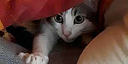 Miaouss participe au concours pour gagner de l'argent avec cette photo : cat, pet, animal, curious, blanket, orange, paw, hiding, cozy, cushion, indoor, cute, feline, whiskers, fur, eyes, resting, soft, comfort, playful