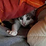 cat, pet, animal, curious, blanket, orange, paw, hiding, cozy, cushion, indoor, cute, feline, whiskers, fur, eyes, resting, soft, comfort, playful
