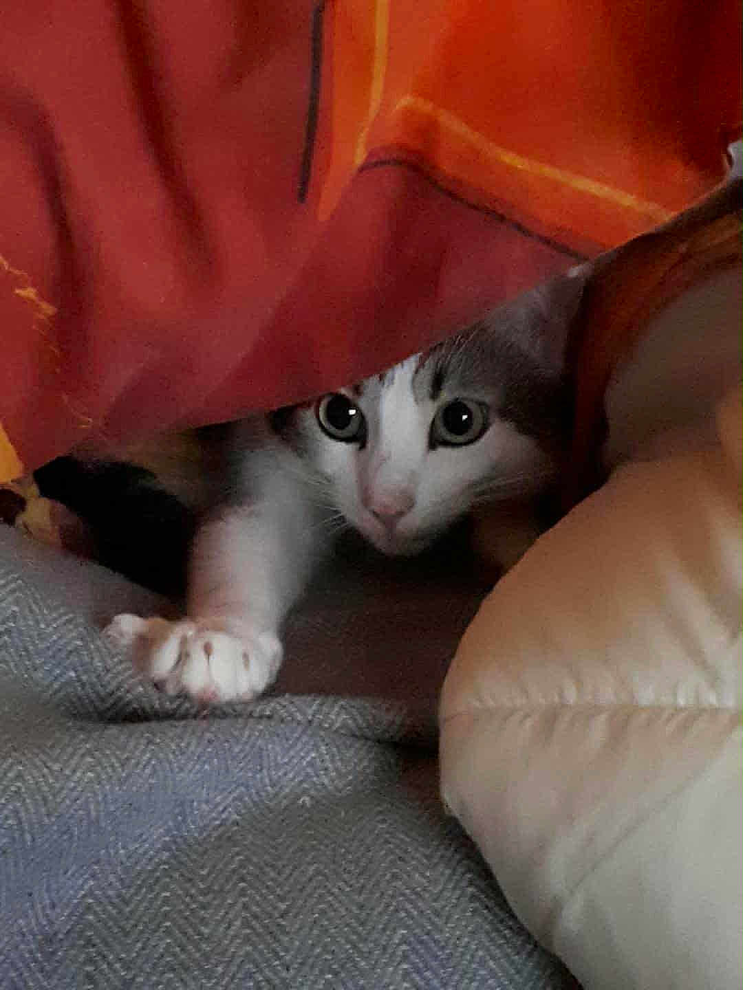 Miaouss participe au concours pour gagner de l'argent avec cette photo : cat, pet, animal, curious, blanket, orange, paw, hiding, cozy, cushion, indoor, cute, feline, whiskers, fur, eyes, resting, soft, comfort, playful