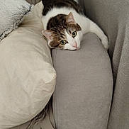 Miaouss a rejoint le concours — aidez-le/la à gagner de superbes lots ! cat, tabby_cat, sofa, cushion, throw_blanket, indoor, pet, relaxed, feline, home, cozy, resting, fur, whiskers, ear, face, eyes, paws, furniture, living_room