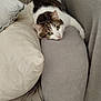 cat, tabby_cat, sofa, cushion, throw_blanket, indoor, pet, relaxed, feline, home, cozy, resting, fur, whiskers, ear, face, eyes, paws, furniture, living_room
