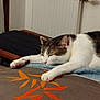 Miaouss a rejoint le concours — aidez-le/la à gagner de superbes lots ! cat, sleeping, bed, blanket, orange_pattern, indoor, cozy, feline, resting, white_and_brown, home, radiator, artwork, framed_picture, floor, relaxation, paw, fur, quiet, comfortable